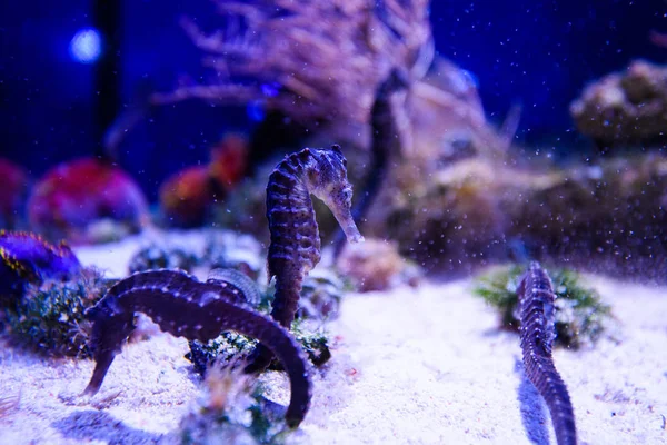 Seahorse plavání v barevných korálových útesů — Stock fotografie