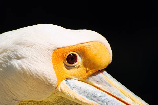 흰 사다새 (Pelecanus onocrotalus)) — 스톡 사진