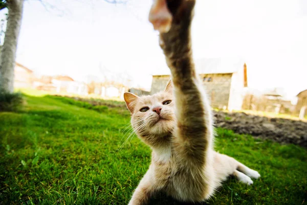 Funny red-haired cat doing selfie — Stock Photo, Image