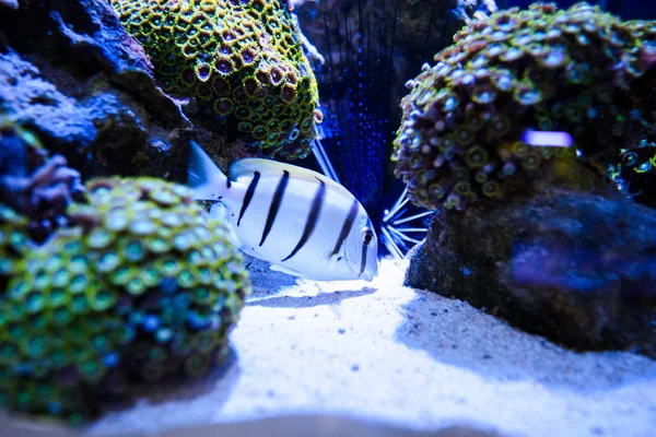 Maravilloso y hermoso mundo submarino con corales y tropica —  Fotos de Stock