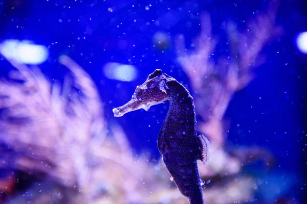 カラフルなサンゴ礁で泳ぐタツノオトシゴ — ストック写真