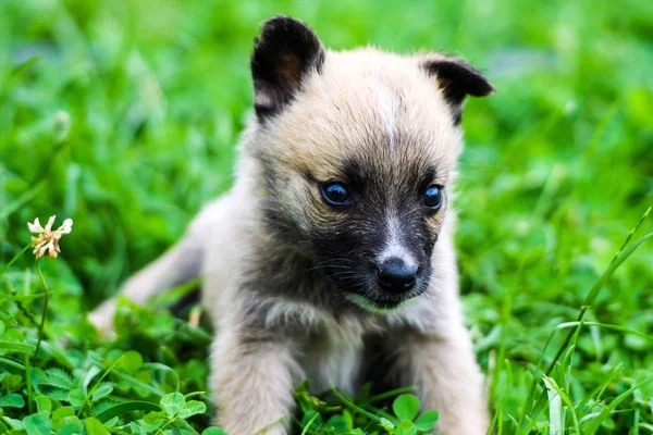 Puppies playing on green grass — Stock Photo, Image