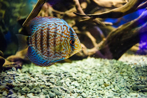 Wonderful and beautiful underwater world with corals and tropica — Stock Photo, Image