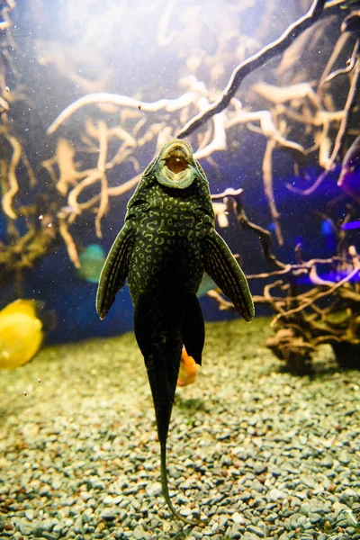 サンゴとトロの素晴れらしい、美しい水中世界 — ストック写真