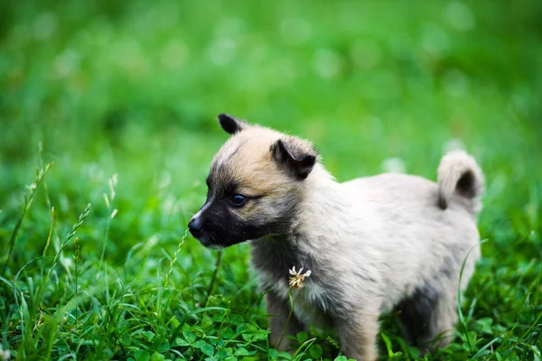 Cute puppy on green grass — Stock Photo, Image