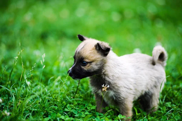 Roztomilé štěně na zelené trávě — Stock fotografie