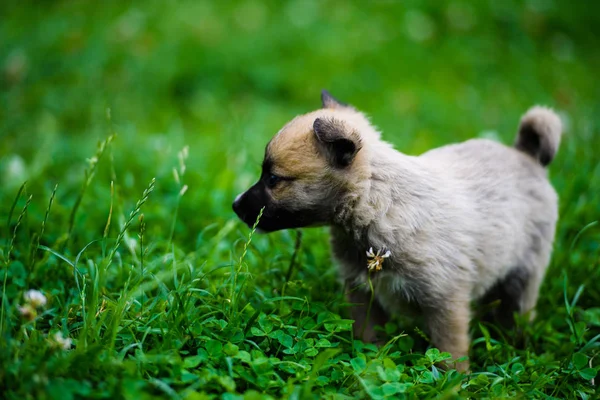 Cachorrinho bonito na grama verde — Fotografia de Stock