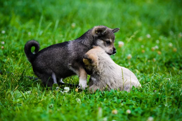 緑の草の上の可愛い子犬 — ストック写真
