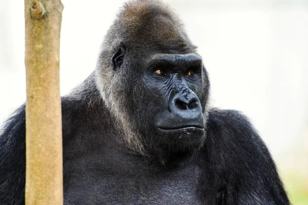 Scenic View Cute Gorilla Nature — Stock Photo, Image