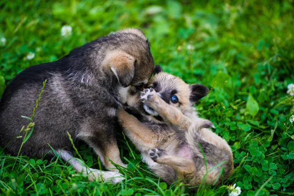 Söt valp på grönt gräs — Stockfoto