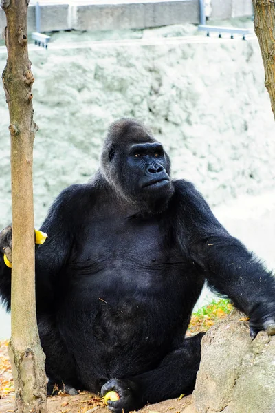 Scenic View Cute Gorilla Nature — Stock Photo, Image