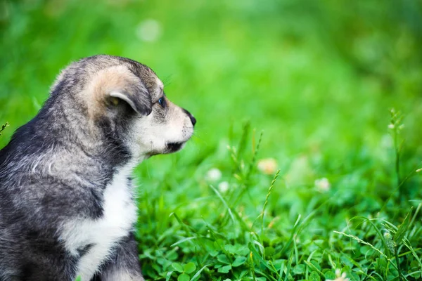 Cachorrinho bonito na grama verde — Fotografia de Stock