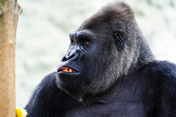 Scenic View Cute Gorilla Nature — Stock Photo, Image