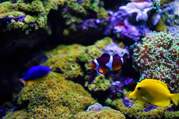 Maravilloso y hermoso mundo submarino con corales y tropica —  Fotos de Stock