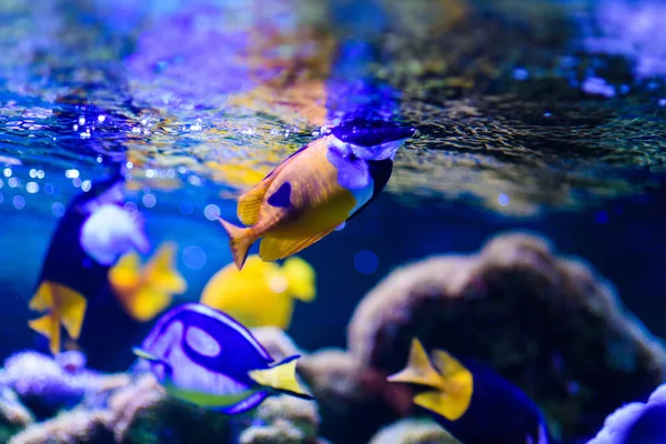 サンゴとトロの素晴れらしい、美しい水中世界 — ストック写真