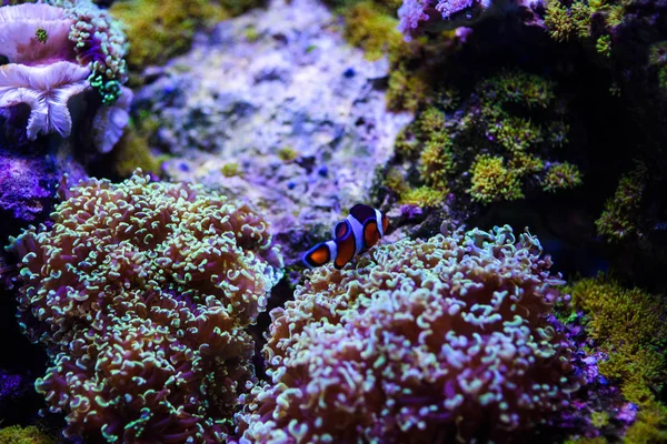 Прекрасный и красивый подводный мир с кораллами и тропиками — стоковое фото