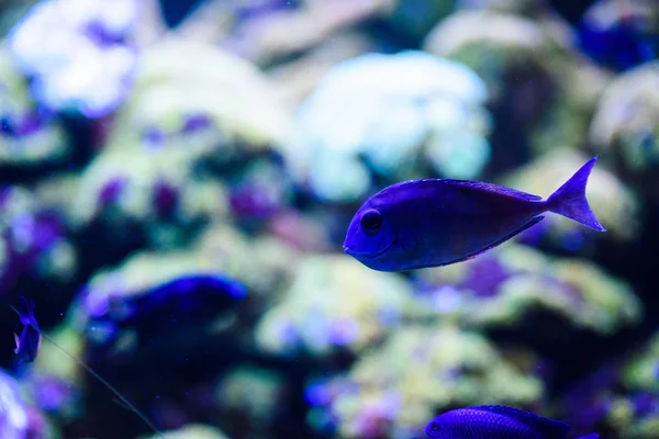 サンゴとトロの素晴れらしい、美しい水中世界 — ストック写真