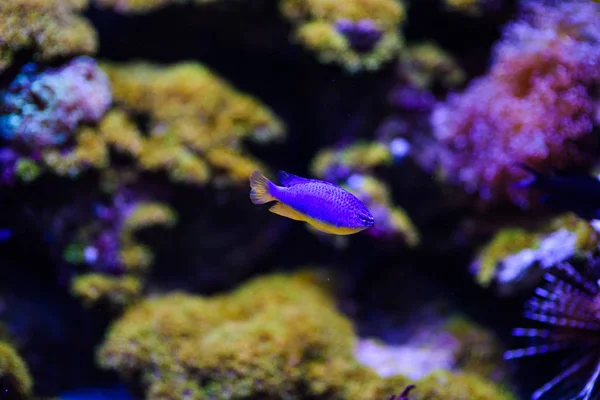 Merveilleux et beau monde sous-marin avec coraux et tropica — Photo