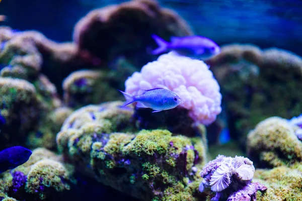 Maravilloso y hermoso mundo submarino con corales y tropica —  Fotos de Stock