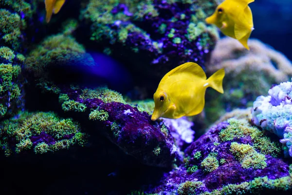 サンゴとトロの素晴れらしい、美しい水中世界 — ストック写真