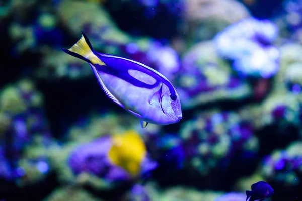 Merveilleux et beau monde sous-marin avec coraux et tropica — Photo