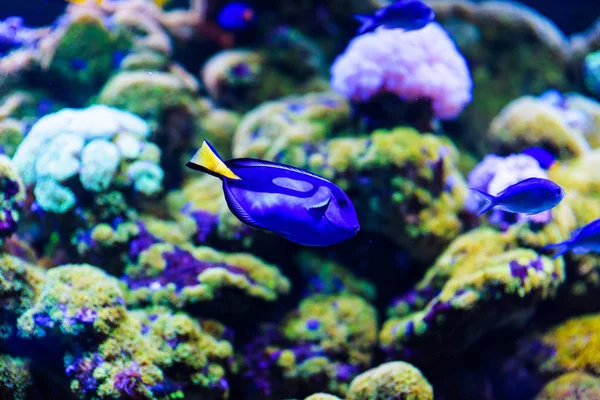 Wonderful and beautiful underwater world with corals and tropica — Stock Photo, Image