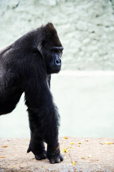 Scenic View Cute Gorilla Nature — Stock Photo, Image