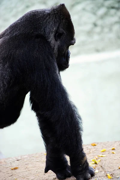 Scenic View Cute Gorilla Nature — Stock Photo, Image