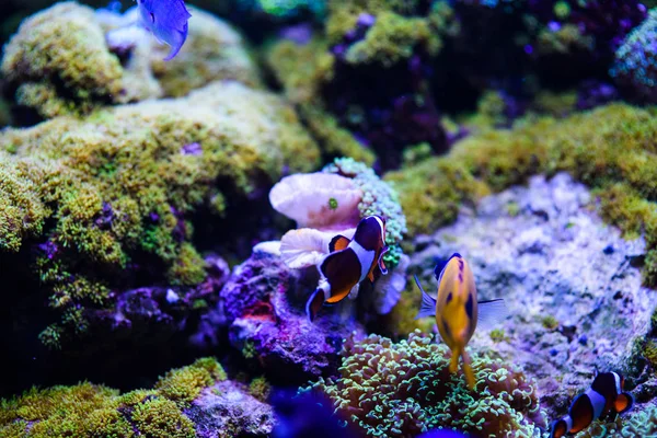 Maravilloso y hermoso mundo submarino con corales y tropica —  Fotos de Stock