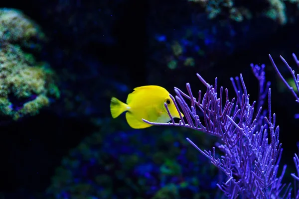 サンゴとトロの素晴れらしい、美しい水中世界 — ストック写真