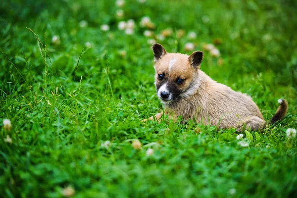Schattig puppy op groen gras — Stockfoto