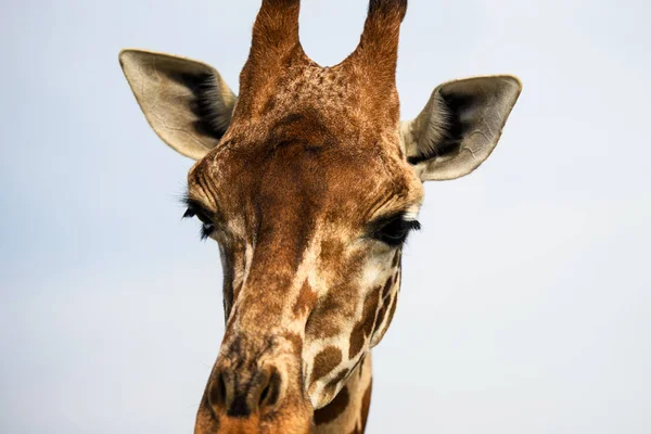Vista Panoramica Giraffa Carino Natura — Foto Stock