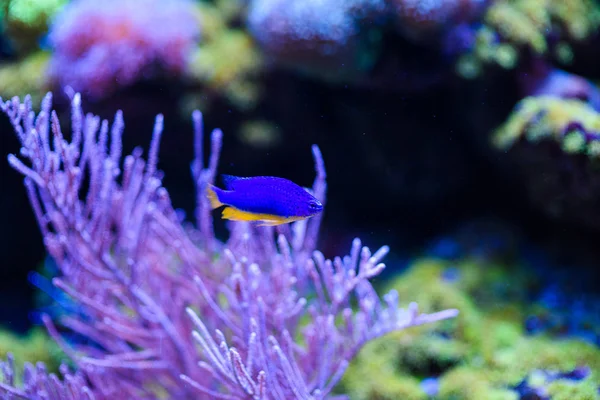 Maravilloso y hermoso mundo submarino con corales y tropica —  Fotos de Stock