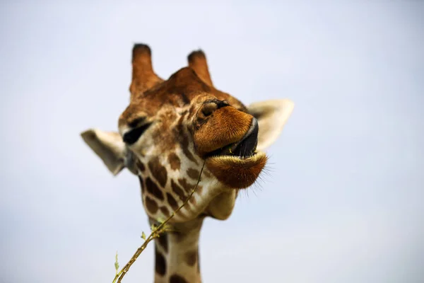 Vista Cênica Girafa Bonito Natureza — Fotografia de Stock