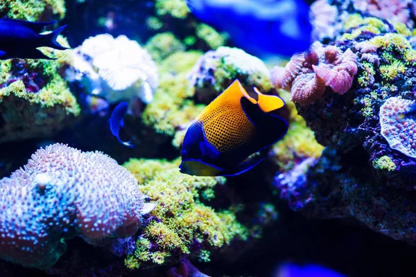 サンゴとトロの素晴れらしい、美しい水中世界 — ストック写真