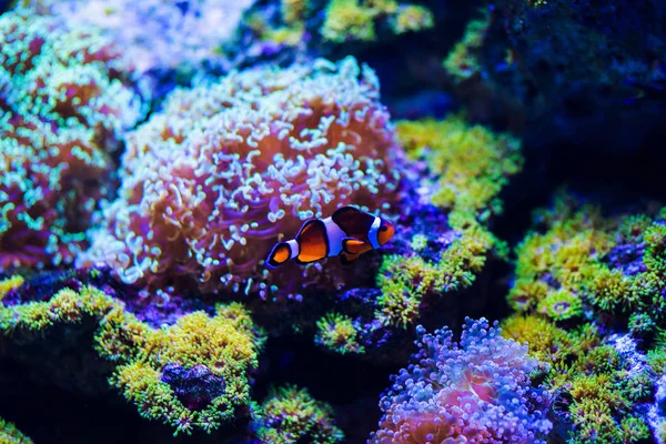 Maravilloso y hermoso mundo submarino con corales y tropica —  Fotos de Stock