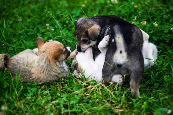 Schattig puppy op groen gras — Stockfoto