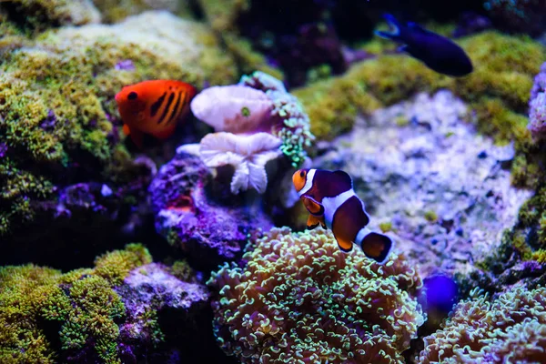 Maravilloso y hermoso mundo submarino con corales y tropica —  Fotos de Stock