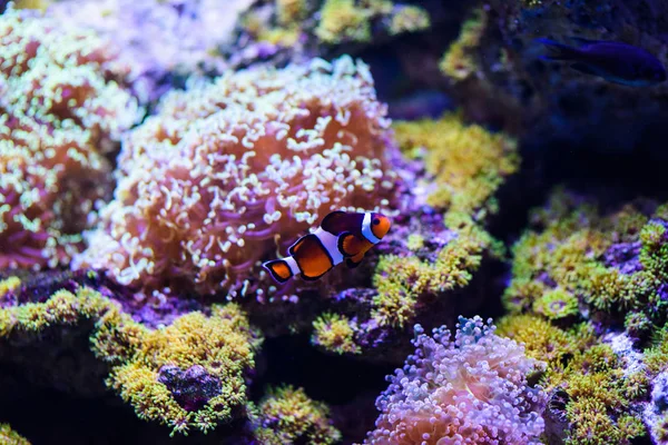 Wunderschöne Unterwasserwelt mit Korallen und Tropen — Stockfoto