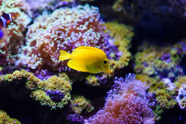 サンゴとトロの素晴れらしい、美しい水中世界 — ストック写真