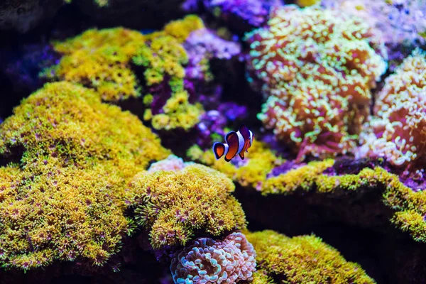 Maravilloso y hermoso mundo submarino con corales y tropica —  Fotos de Stock