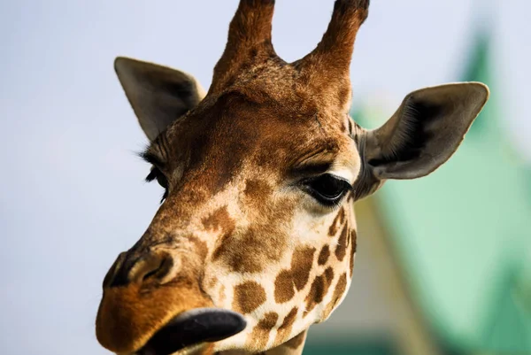 Портрет цікавого жирафа — стокове фото