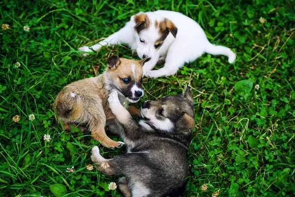 Cute puppy on green grass — Stock Photo, Image