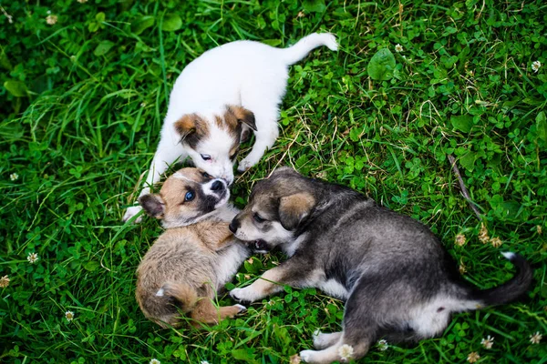 Cuccioli che giocano su erba verde — Foto Stock