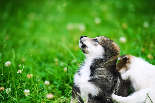 Anjing lucu di rumput hijau — Stok Foto