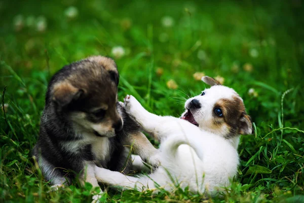 ลูกสุนัขน่ารักบนหญ้าสีเขียว — ภาพถ่ายสต็อก