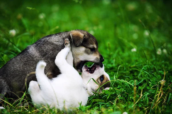 Carino cucciolo su erba verde — Foto Stock