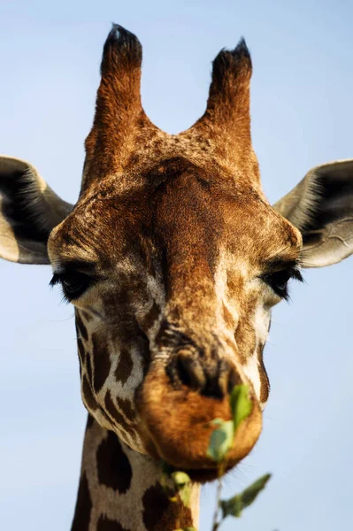 Porträt einer Giraffe — Stockfoto