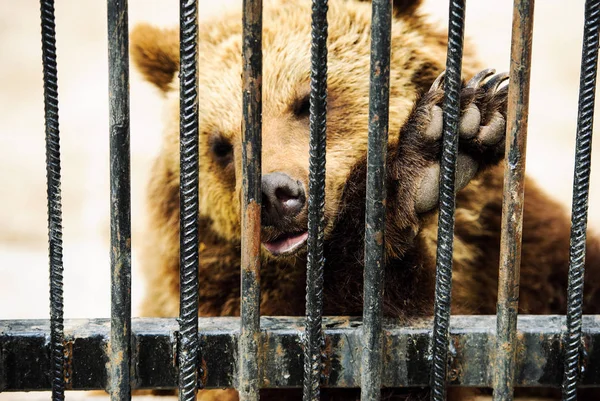 Medvěd hnědý v kleci — Stock fotografie