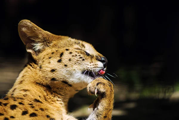 Söt Katt Selektivt Fokus — Stockfoto